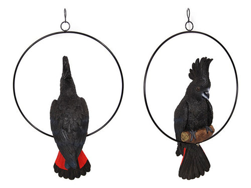 Black Cockatoo in Ring